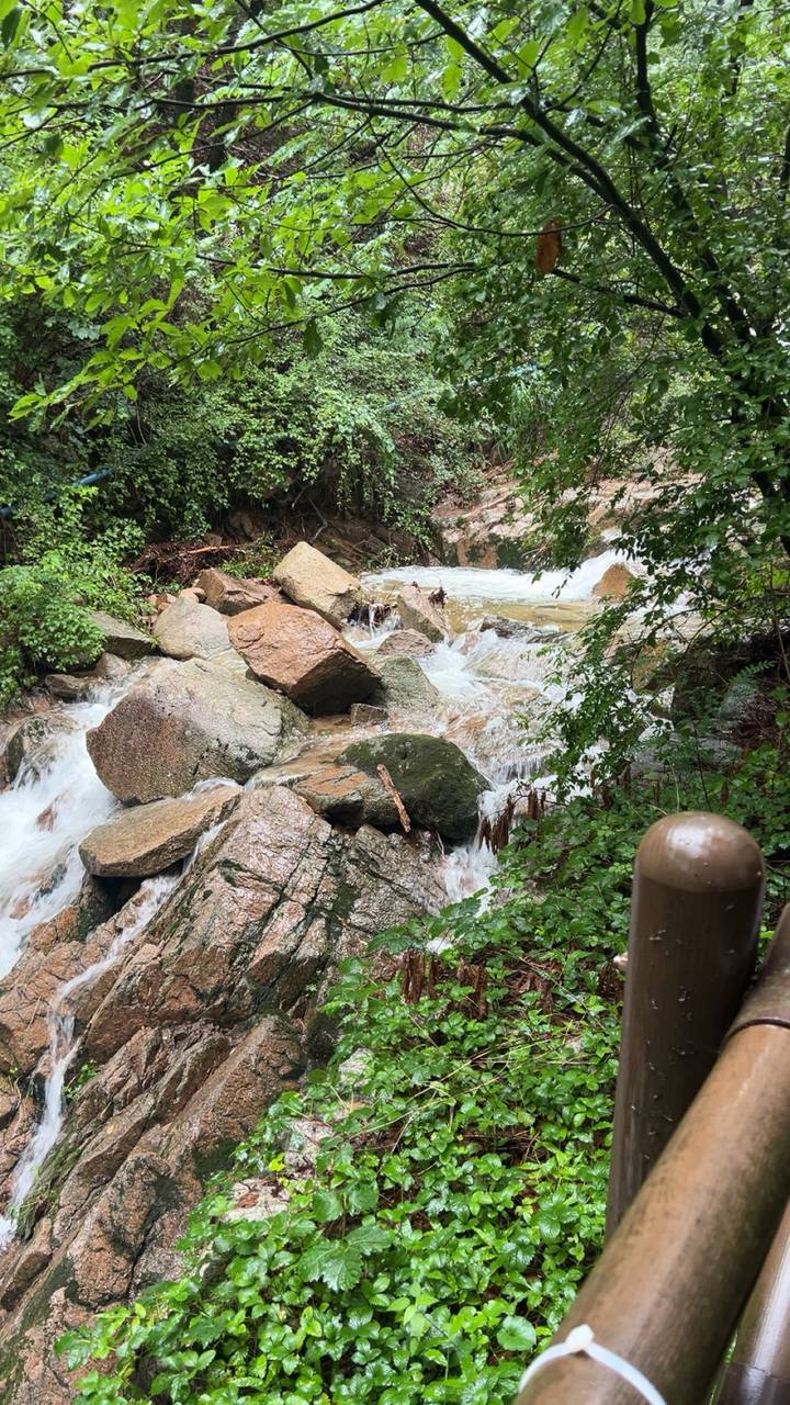 White water cascades over large boulders in a forest stream.