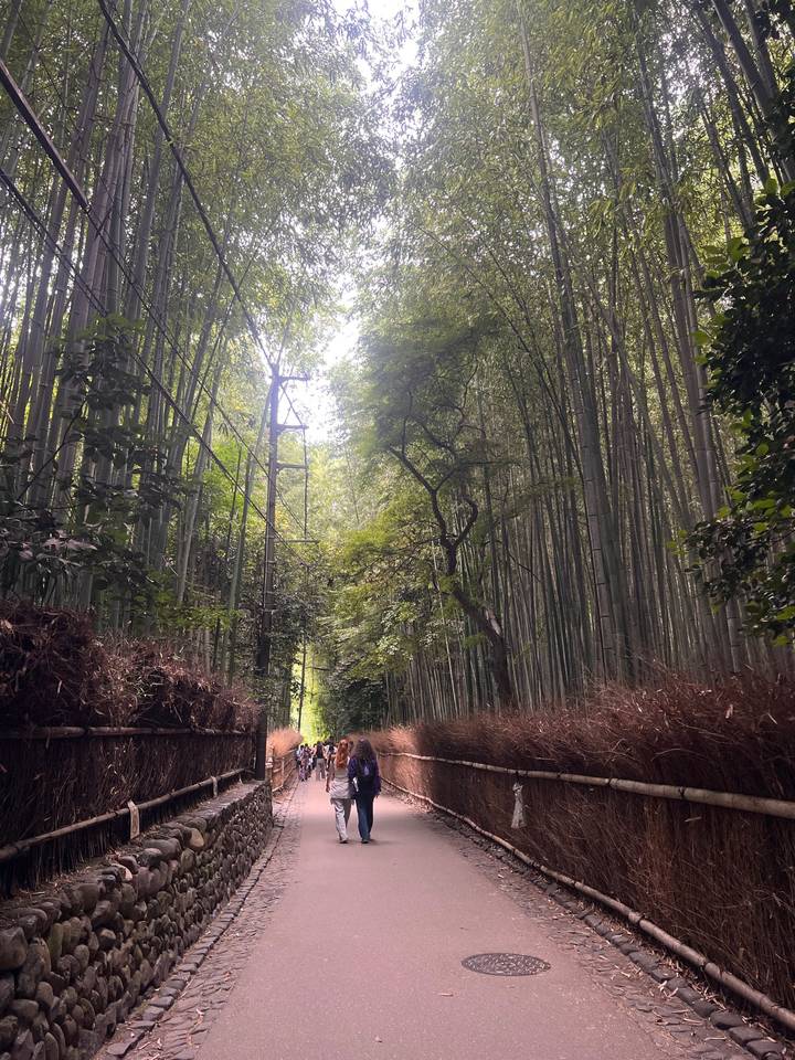 Towering bamboo stalks form a lush green corridor in Arashiyama bamboo grove.
