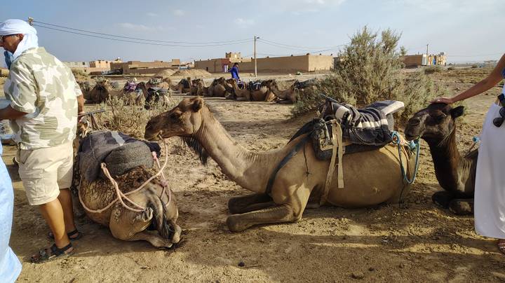 Resting camels with saddles wait beside travellers preparing for a desert ride near an adobe village.