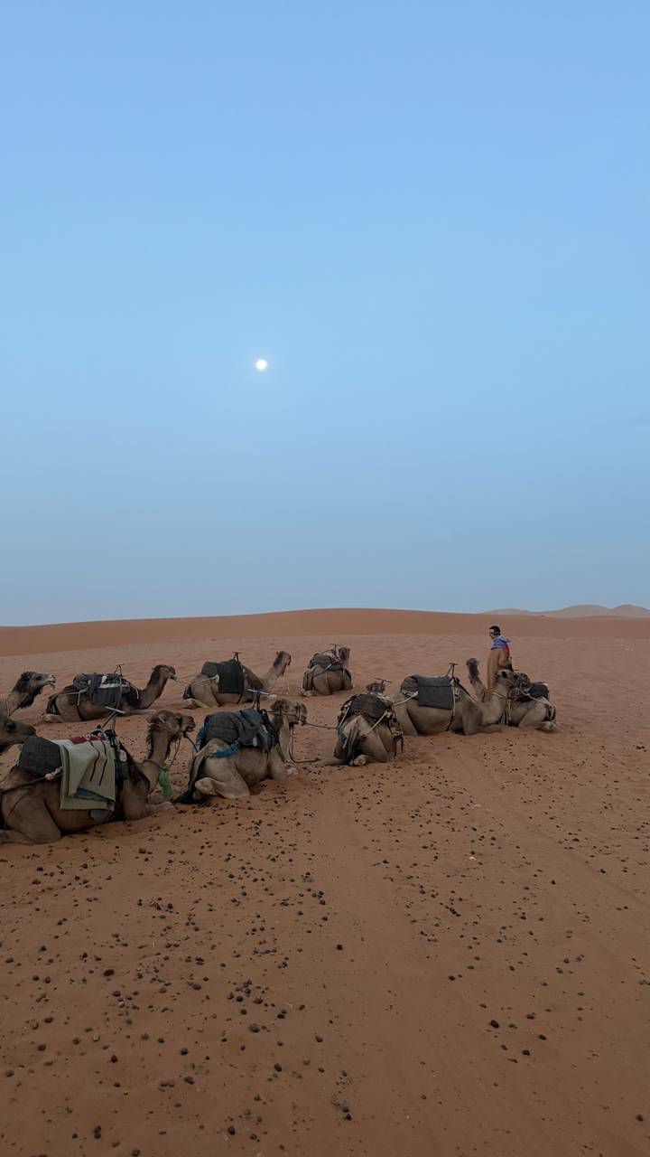 Line of resting camels with saddles in a vast quiet desert at dusk with a lone handler in the distance.