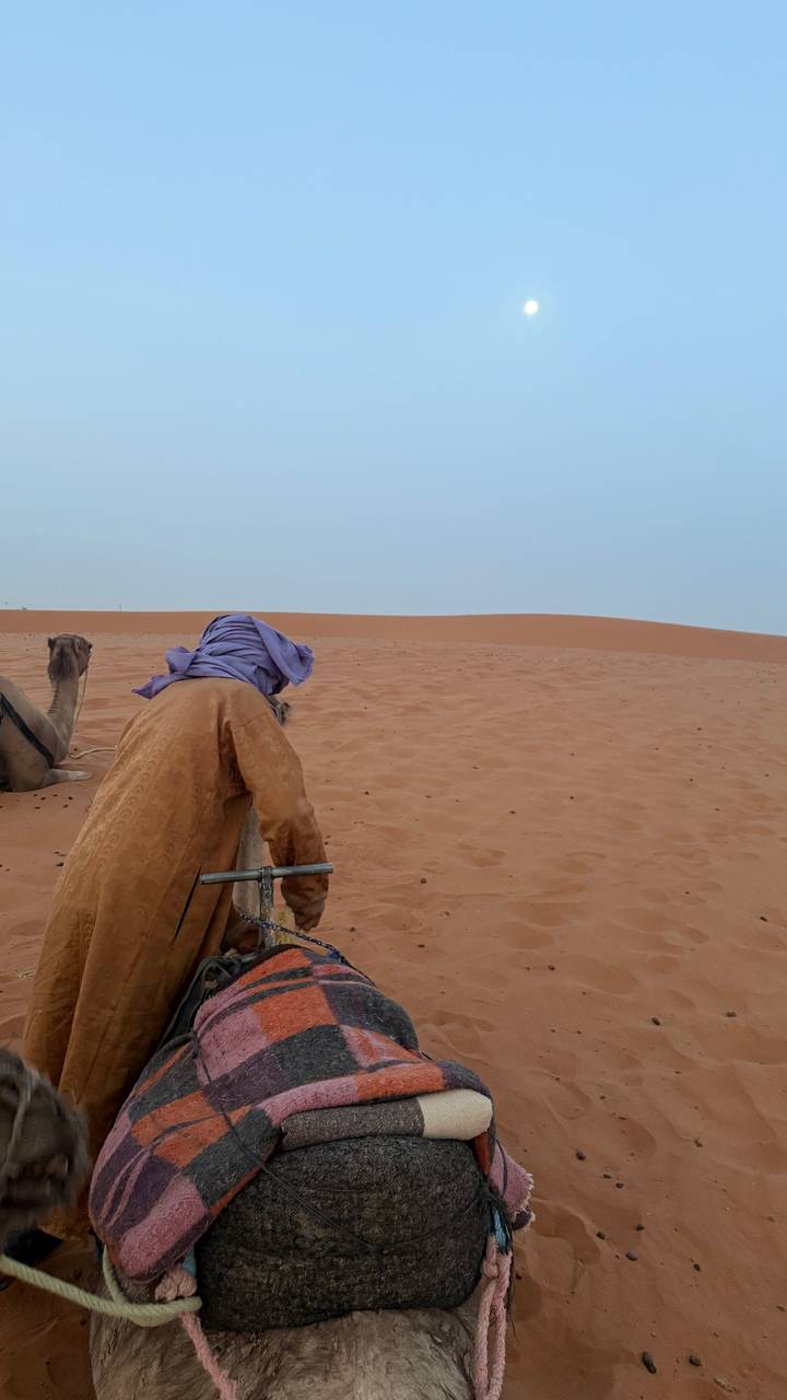 Traveler in traditional robe adjusts camel gear on sandy dune under pale morning sky.
