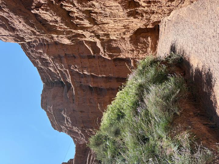 Vegetation clings to the base of towering red canyon walls beneath bright blue sky.