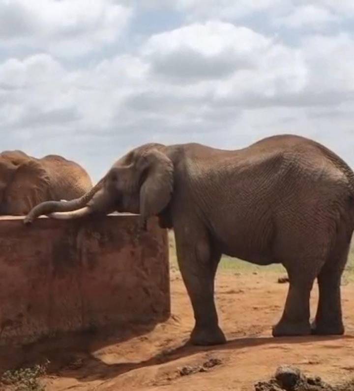 Elephant rests its trunk over a low wall at a watering hole on a dusty plain beneath a bright sky.