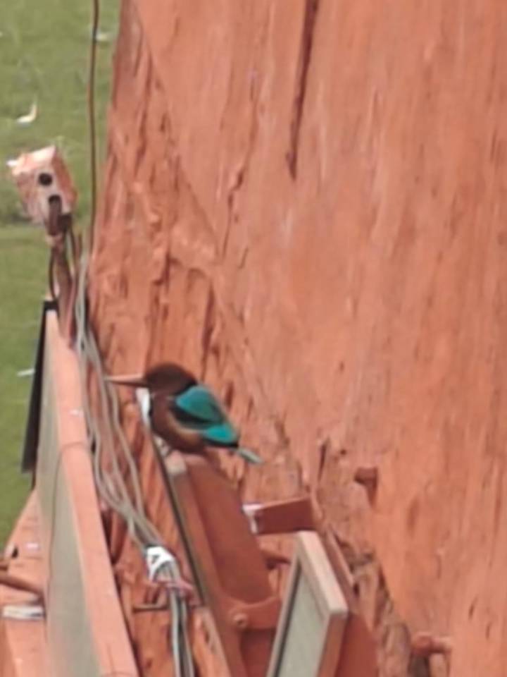 A very blurry image of a bird with turquoise feathers perched on a railing beside a red sandstone wall.