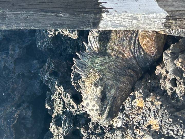 Close-up of a marine iguana basking on dark volcanic rocks, showing textured scales and spines.