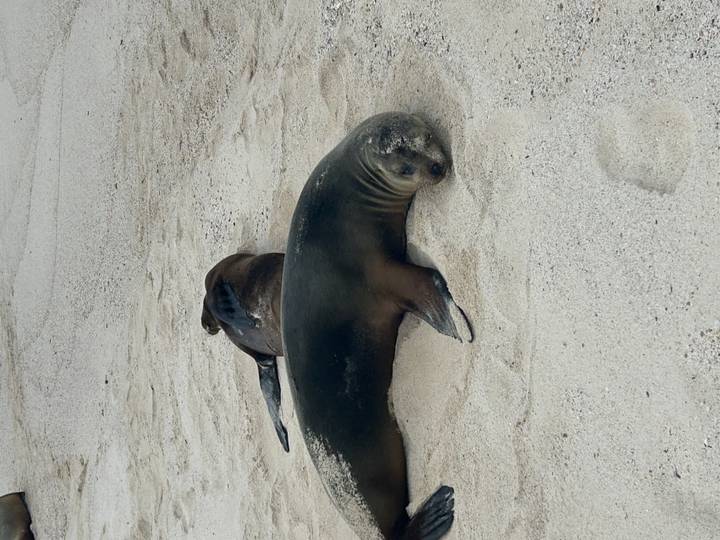 Two Galapagos sea lions rest on light sand, one lying on its side and the other curled nearby.