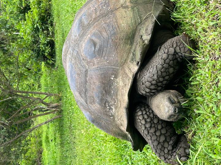 Large Galapagos giant tortoise grazing on green grass amid lush vegetation.