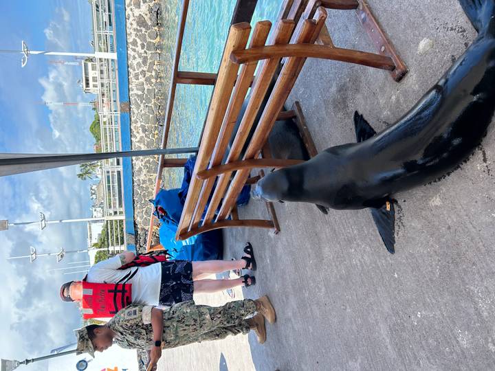 A curious sea lion sprawls beside benches at a pier where travelers with luggage wait by turquoise water.