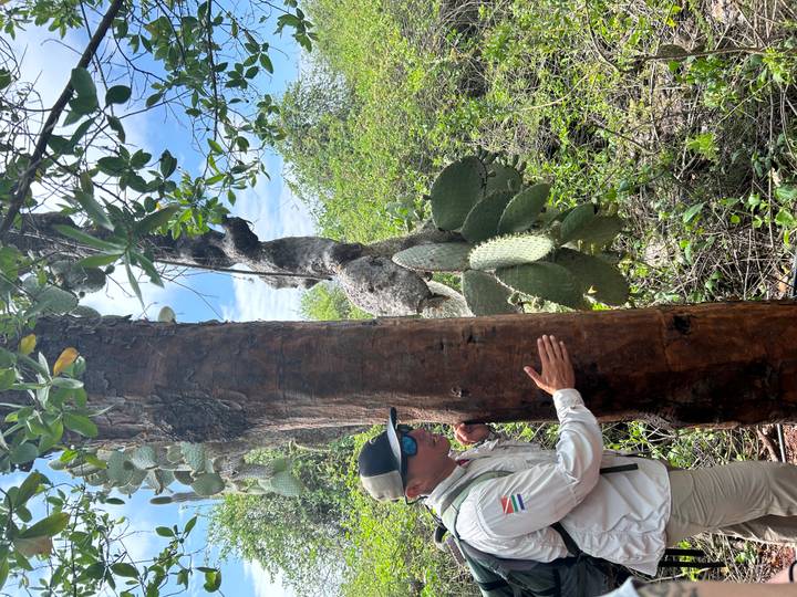 A guide in outdoor gear explains a tree and cactus plants along a lush trail under blue sky.