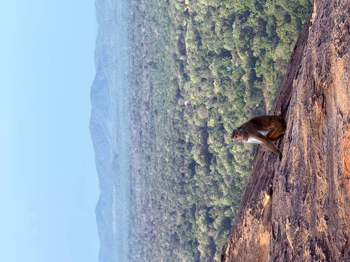 A lone macaque sits on a rocky ledge overlooking endless green forest and distant hills.