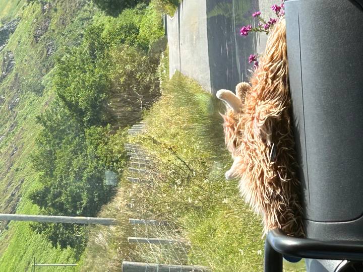 View through a car windscreen featuring a plush Highland cow toy and rural Scottish road ahead.