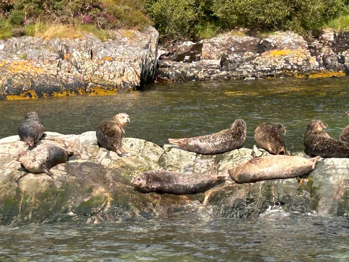 Group of seals resting on seaweed-covered rocks in clear coastal waters.