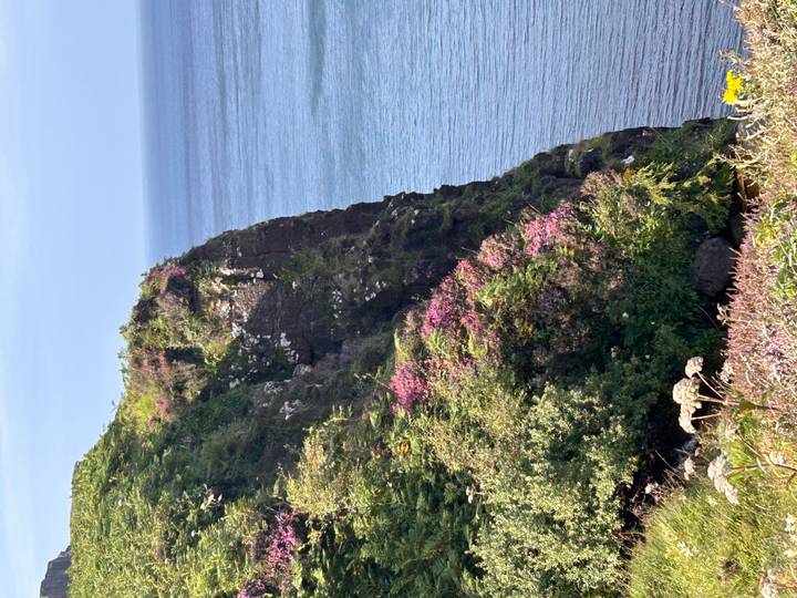Steep sea cliff covered in flowering heather and greenery rising above the Atlantic waters.