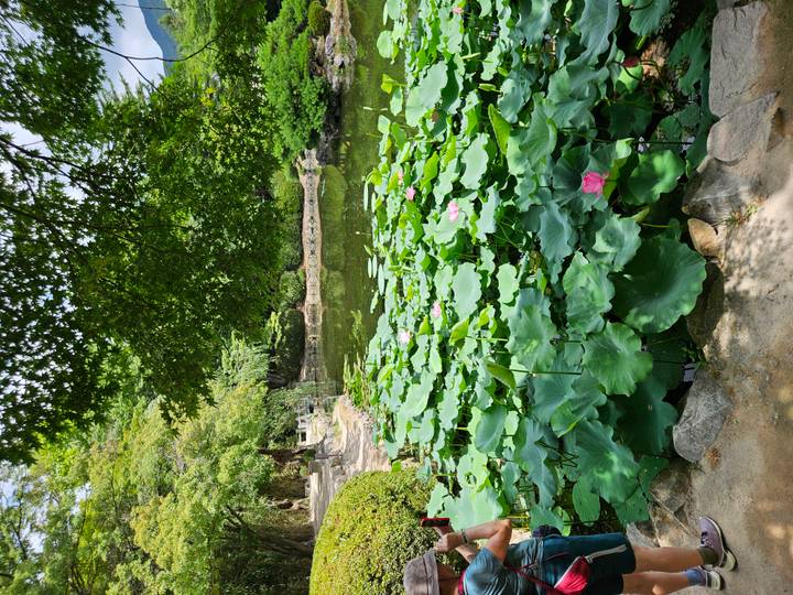 Serene pond covered with lush green lotus leaves and scattered pink flowers beneath tree canopy.