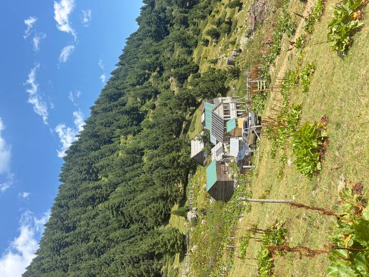 Rustic mountain homestead with tin roofs perched on a grassy slope backed by dense pine forest.