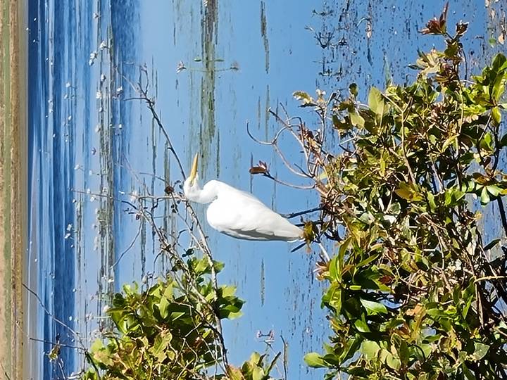 White egret perched on branch above wetland lagoon with lily pads