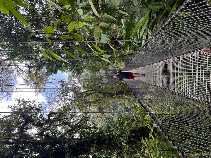 Traveler walking across a hanging metal suspension bridge surrounded by dense cloud-forest vegetation.