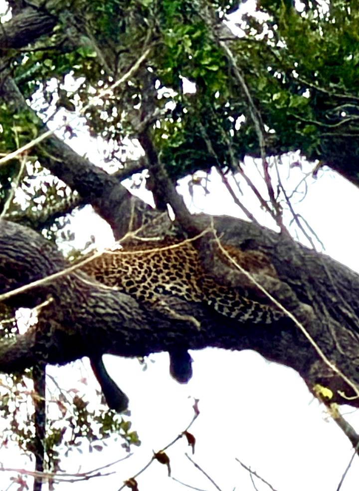 Blurry distant leopard reclining on a tree branch amidst foliage