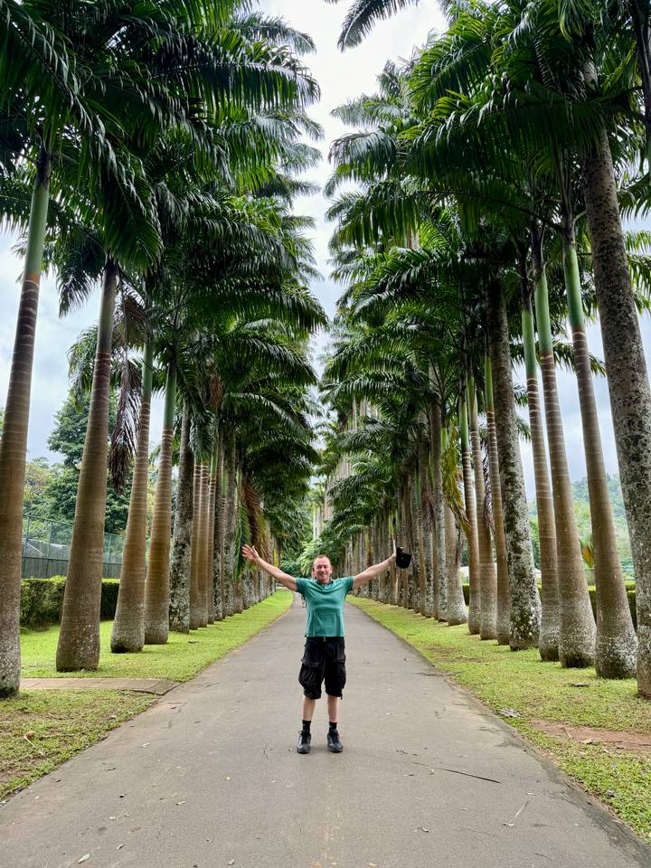 Traveler stretching arms beneath towering avenue of royal palms in botanical garden