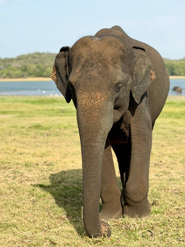 Asian elephant standing on an open grassy plain near a shimmering lake in bright sunlight.