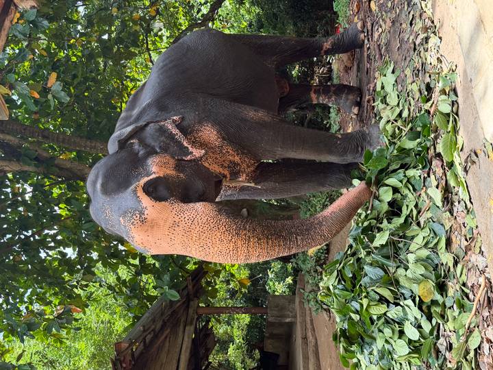 Asian elephant feeding on a pile of fresh leaves beneath lush jungle canopy.
