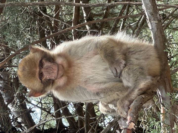 Close-up of a Barbary macaque perched on a tree branch amid woodland.