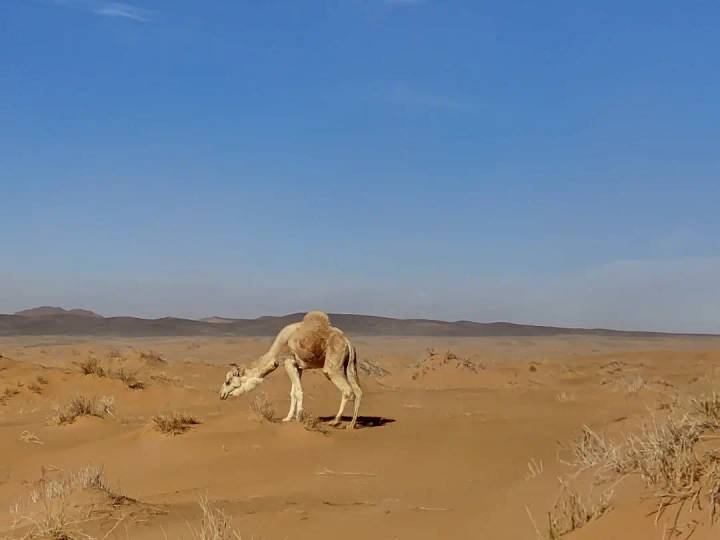 Lone camel grazing on sparse shrubs in a vast sandy desert under a clear blue sky.