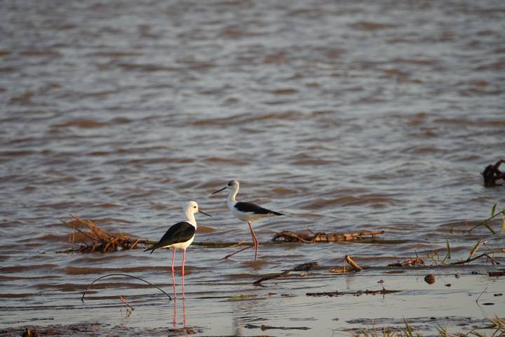 Two black-winged stilts stand in shallow rippling water with bits of driftwood and reeds.