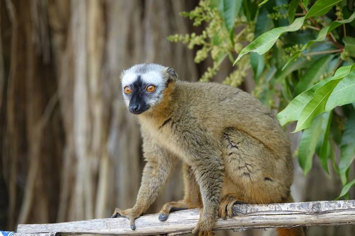 Close-up of a brown lemur sitting alert on a wooden rail with lush foliage behind.