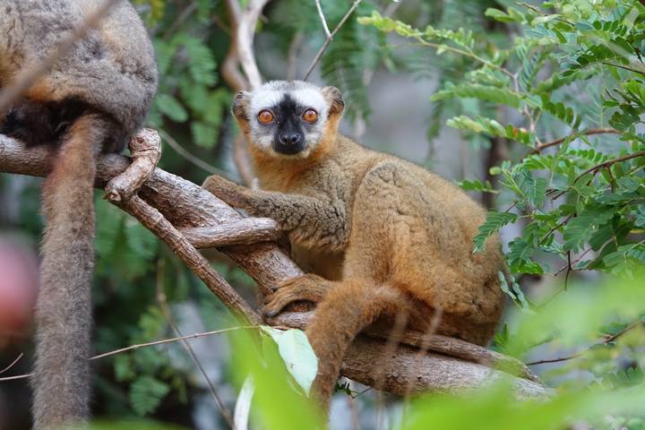 Lemur clutching a tree branch peers curiously amid dense green leaves.
