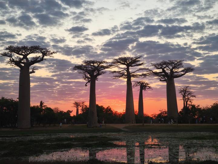 Silhouetted baobab trees line a dirt track against a vivid orange and pink sunset sky.
