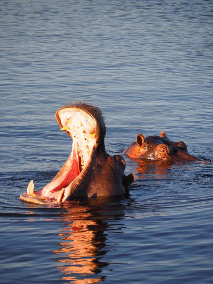 Yawning hippopotamus exposes massive jaws while another hippo watches in calm blue water.