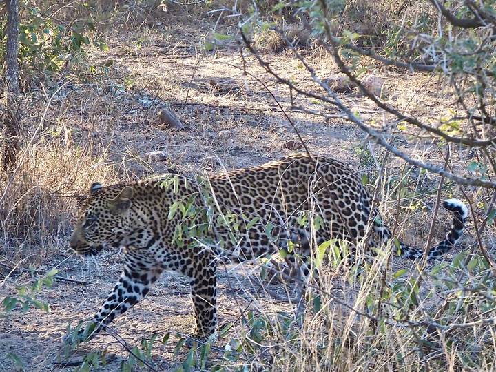 Leopard moving stealthily through dry bush vegetation partially hidden by branches.