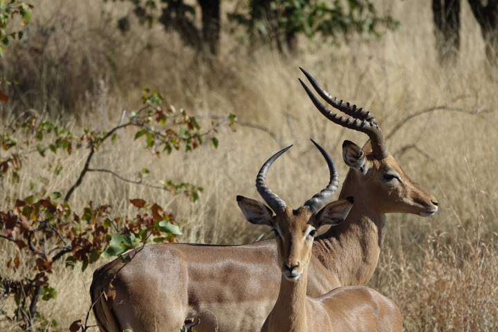 Two impalas with elegant curved horns stand alert in dry grassland.