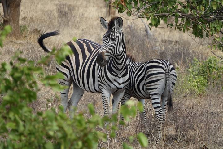 Adult zebra and young foal stand together among sparse bushes in dry terrain.