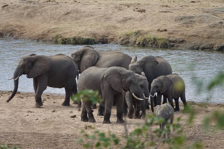 Herd of African elephants gather on a sandy riverbank beside flowing water.