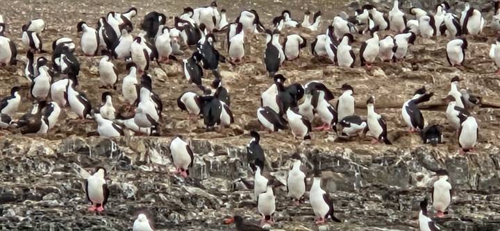 Large colony of black-and-white seabirds gathered on rugged coastal rocks.