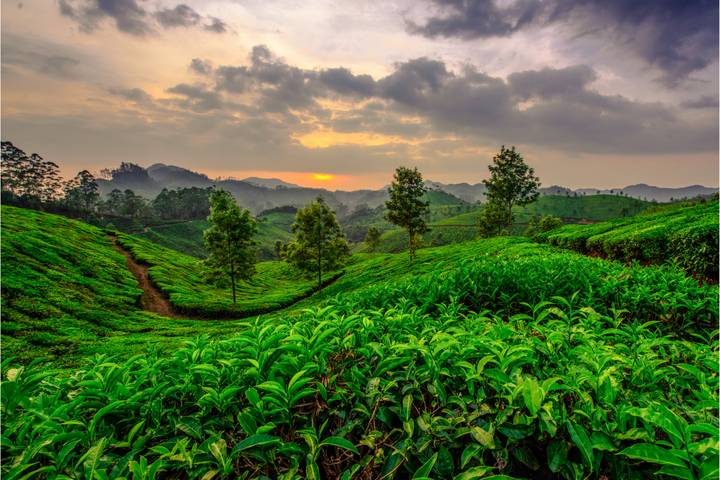 Sunset light bathes rolling green tea plantations and misty hills in Kerala’s highlands.