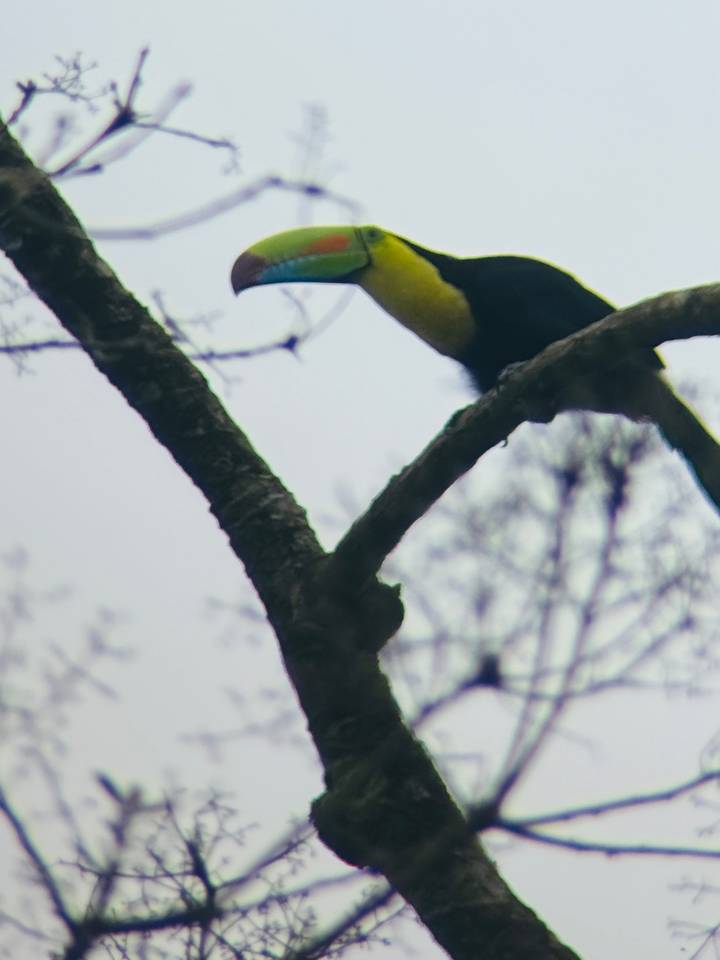 A partially obscured, slightly blurred yellow-breasted bird perched on a tree branch against an overcast sky