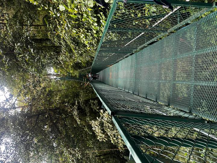 Long green metal suspension bridge stretching through dense rainforest with hikers crossing