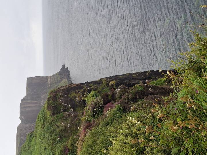 Sheer sea cliff with wildflowers and green vegetation dropping to grey ocean below