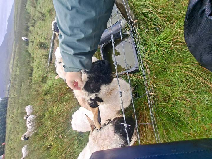 Visitor pets a black-faced sheep over a wire fence in a grassy field