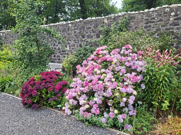 Colorful hydrangea and lily flower beds against a rustic stone wall in a garden