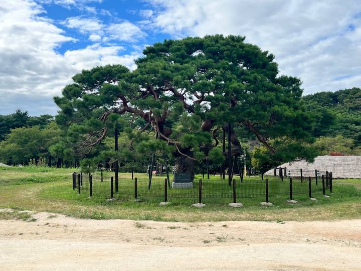 Ancient, wide-spreading pine tree enclosed by a low fence in a grassy field under partly cloudy skies.
