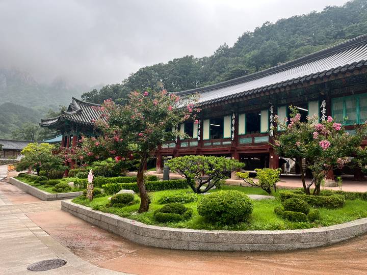 Traditional Korean temple buildings and manicured garden with blooming pink trees set against misty forested mountains.