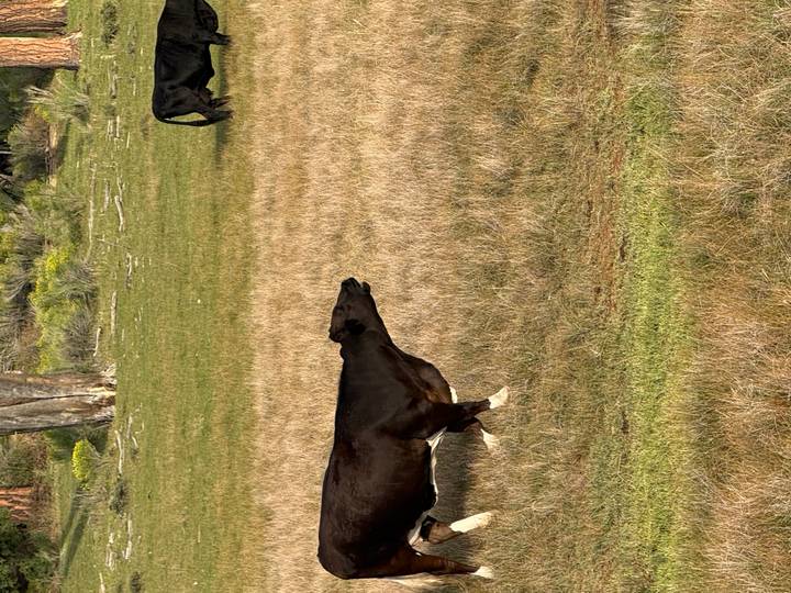 Black cow walking through a dry grassy field with another cow grazing in the distance