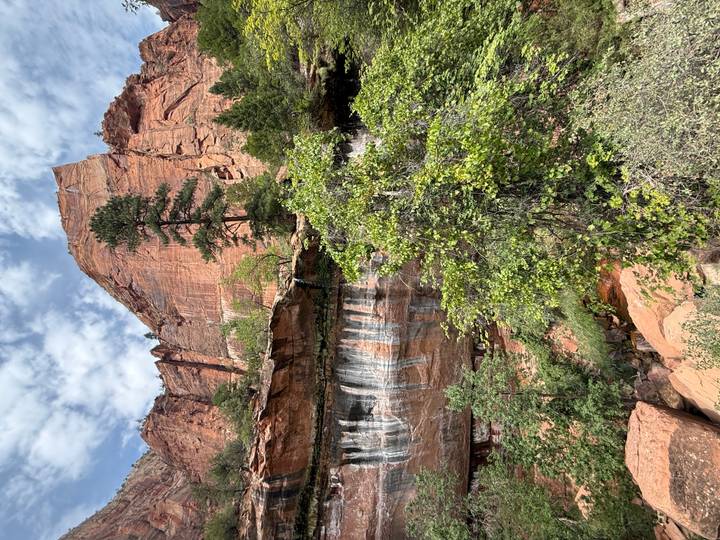 Sheer red sandstone cliffs and verdant trees along a trail in Zion National Park
