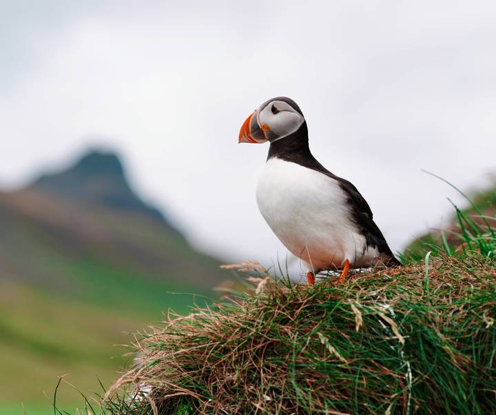 Close-up of an Atlantic puffin standing on grassy cliff with blurred mountain in background.