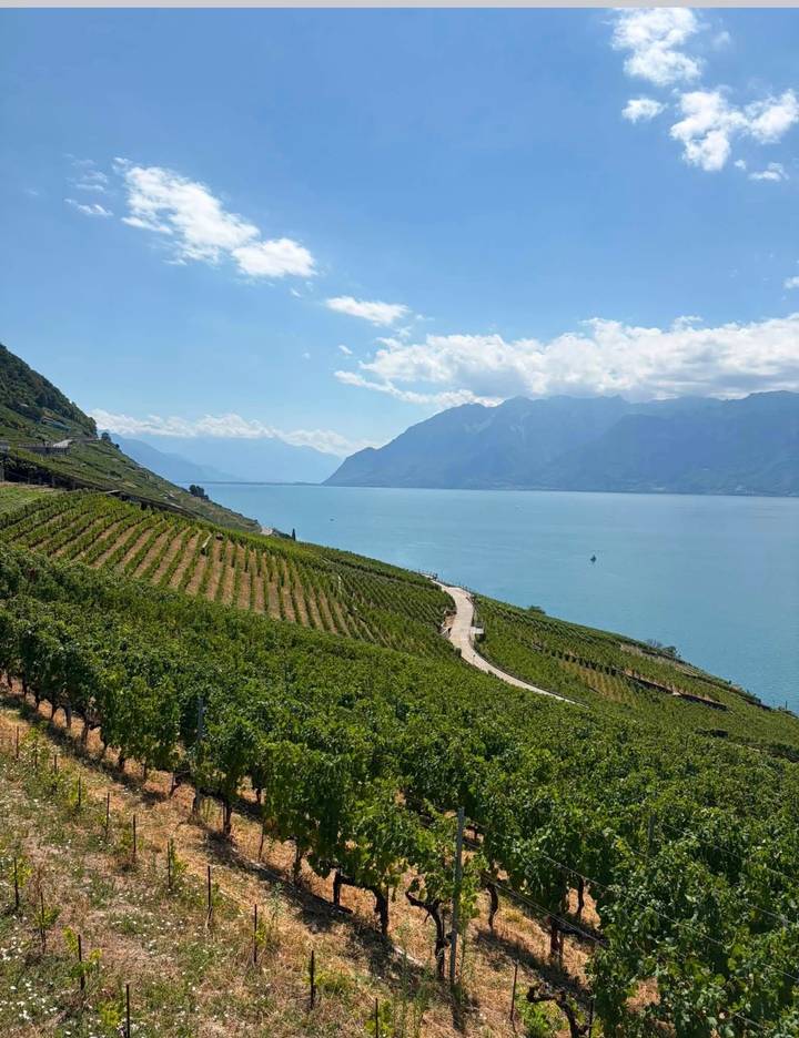 Terraced vineyards cascading toward a turquoise lake with alpine peaks in the distance.