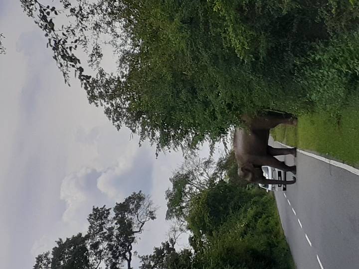 A wild elephant steps out of dense roadside foliage onto a two-lane road as a car waits nearby under a cloudy sky.